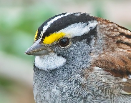 White-Throated Sparrow (Zonotrichia Albicollis)