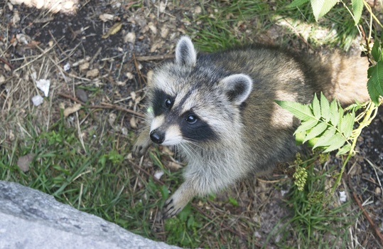 Common raccoon (Procyon lotor)