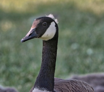 Canada Goose (Branta Canadensis)