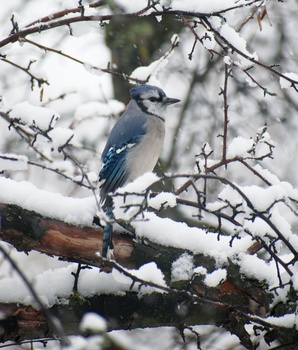 Blue Jay (Cyanocitta cristata)