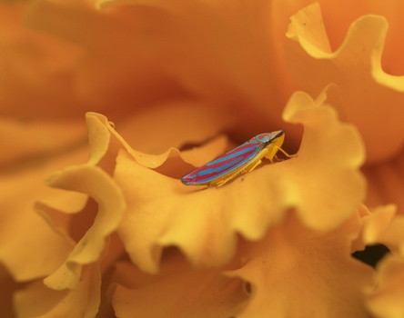 Red-banded Leafhopper (Graphocephala coccinea)