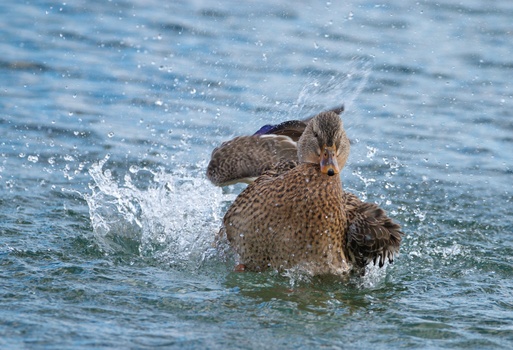 Mallard (Anas Platyrhynchos)