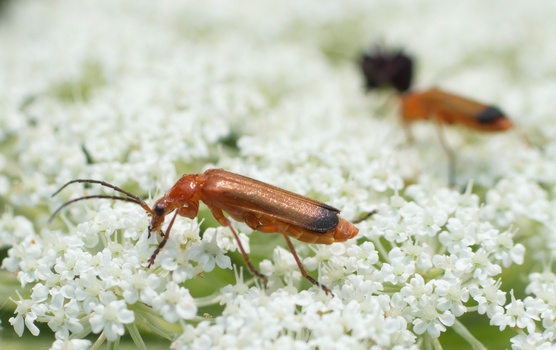 Common red soldier beetle (Rhagonycha fulva)