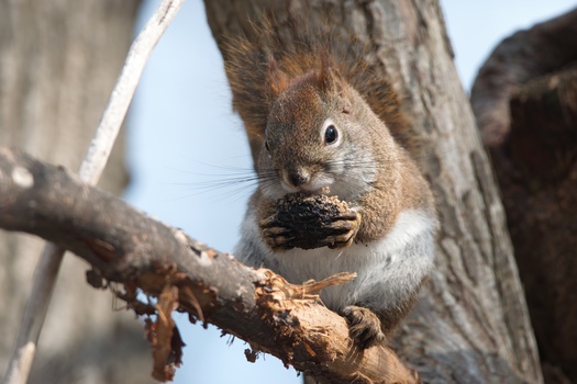 American Red Squirrel (Tamiasciurus hudsonicus)