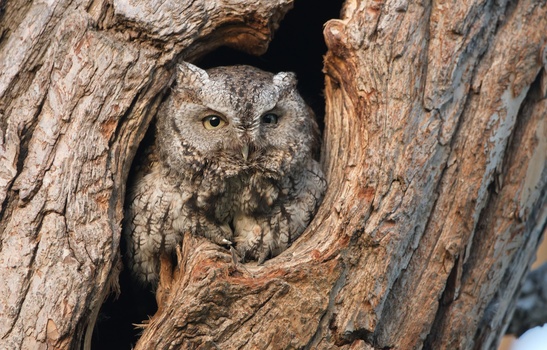 Eastern Screech-Owl (Megascops asio)