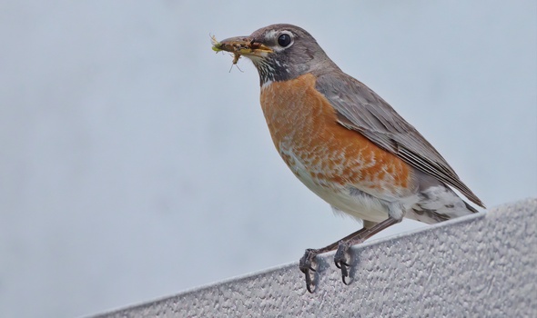 American Robin (Turdus Migratorius)