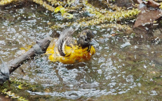 Baltimore Oriole (Icterus Galbula)