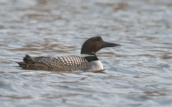 Common Loon (Gavia Immer)