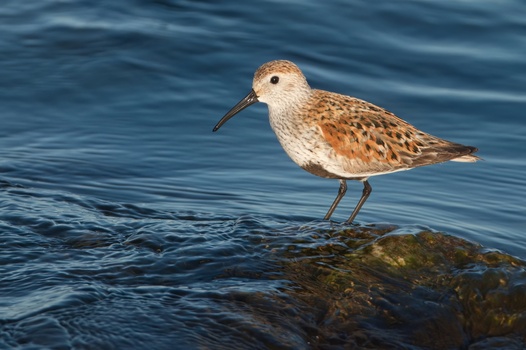 Dunlin (Calidris alpina)