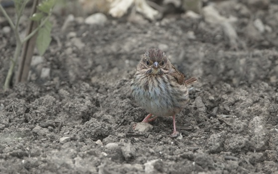 Song Sparrow (Melospiza Melodia)