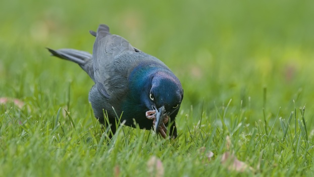 Common Grackle (Quiscalus Quiscula)
