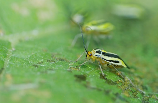 Four-lined Plant Bug (Poecilocapsus lineatus)