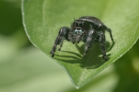 Bold Jumping Spider (Phidippus audax)