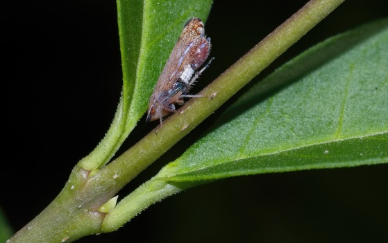 Privet Leafhopper (Fieberiella florii)