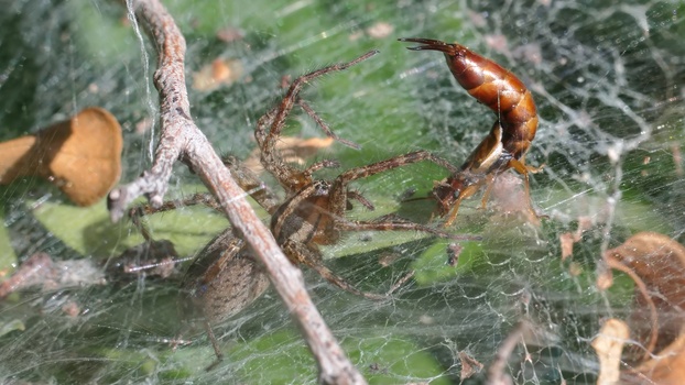 European Earwig (Forficula auricularia)