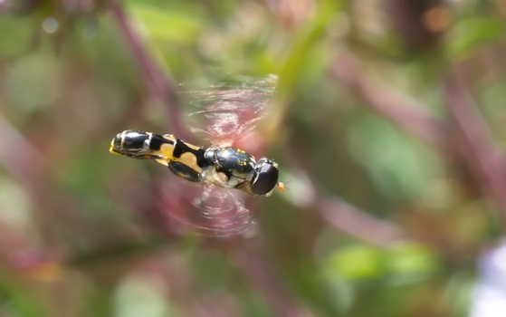 Thick-legged Hover Fly (Syritta pipiens)