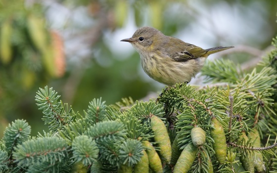 Cape May Warbler (Setophaga tigrina)