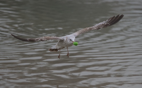 Ring-Billed Gull (Larus Delawarensis)
