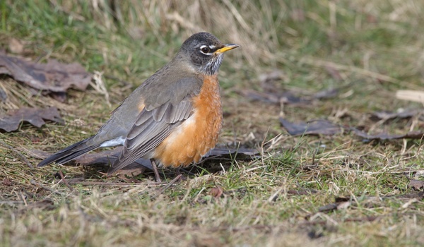 American Robin (Turdus Migratorius)