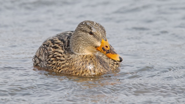 Mallard (Anas Platyrhynchos)