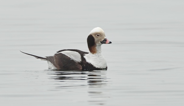 Long-tailed Duck (Clangula hyemalis)