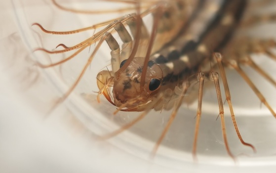 House Centipede (Scutigera coleoptrata)