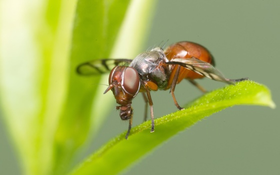 Common Picture-winged Fly (Delphinia picta)