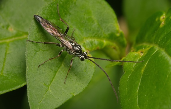 Wasps (Ichneumonid Wasps) (Ichneumonidae)