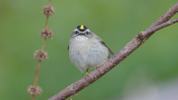 Golden-Crowned Kinglet (Regulus Satrapa)