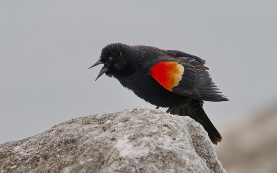 Red-Winged Blackbird (Agelaius Phoeniceus)