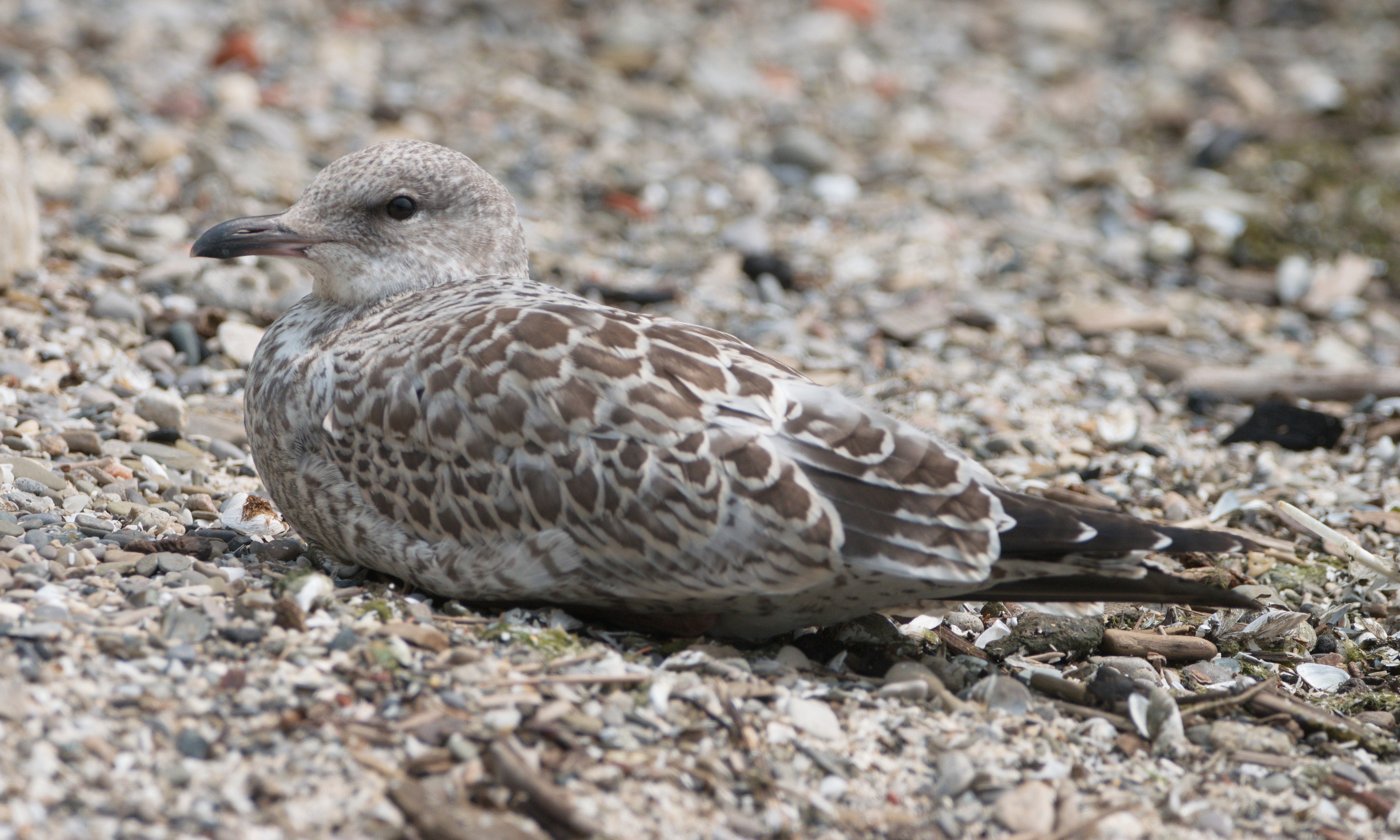 Ring-billed Gull (Larus delawarensis)