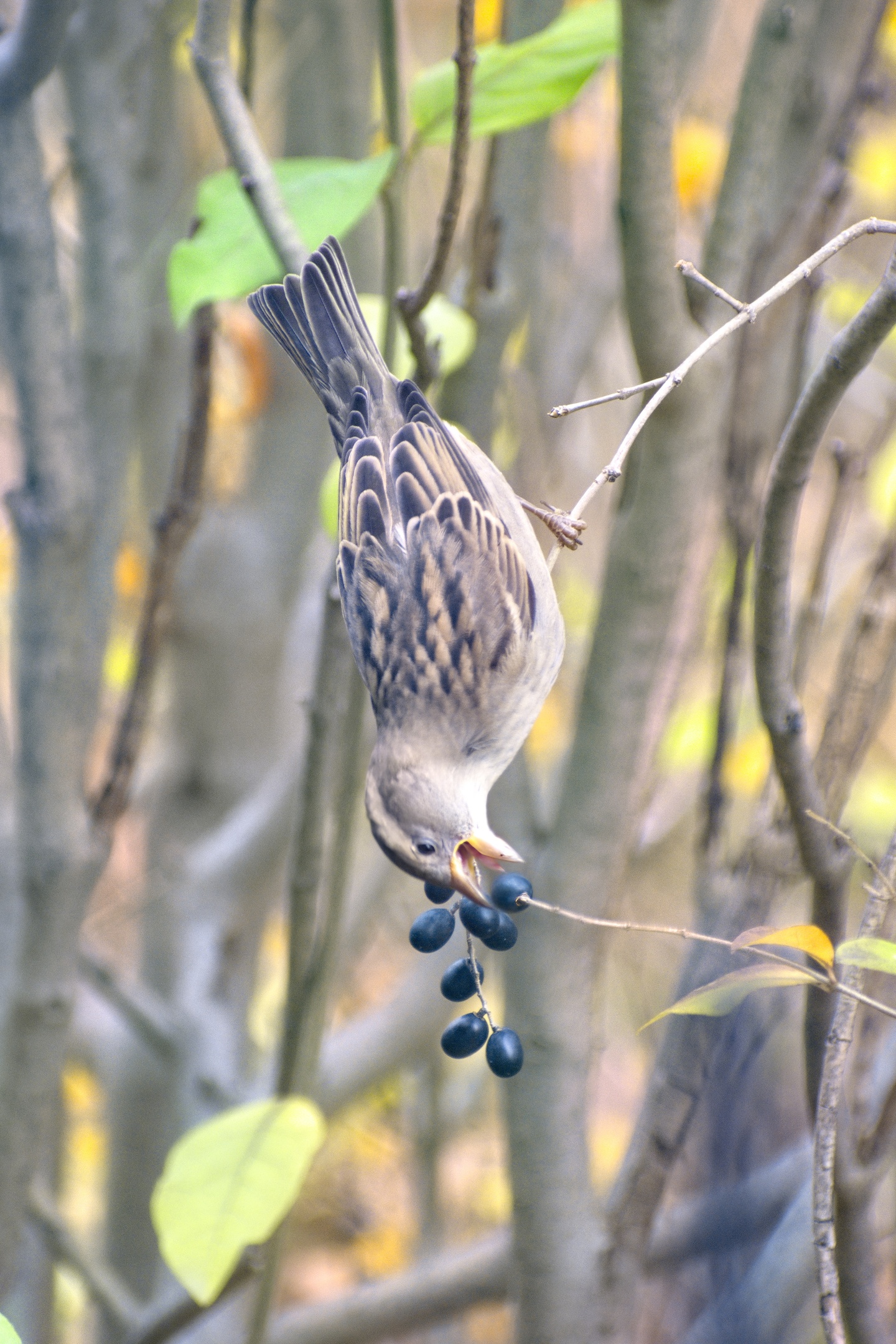 House Sparrow