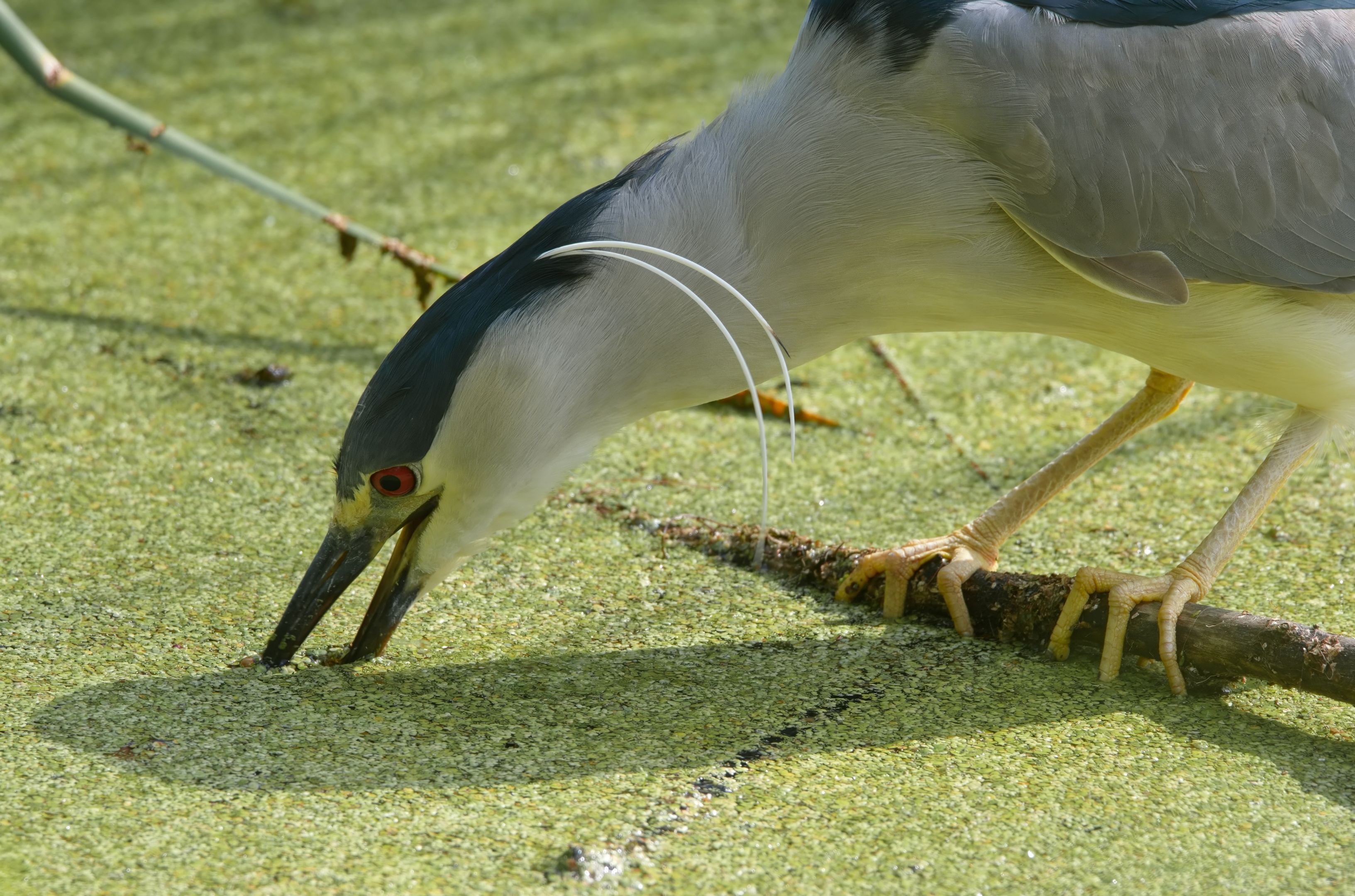 Night Heron rapidly moving its beak on the surface of the water