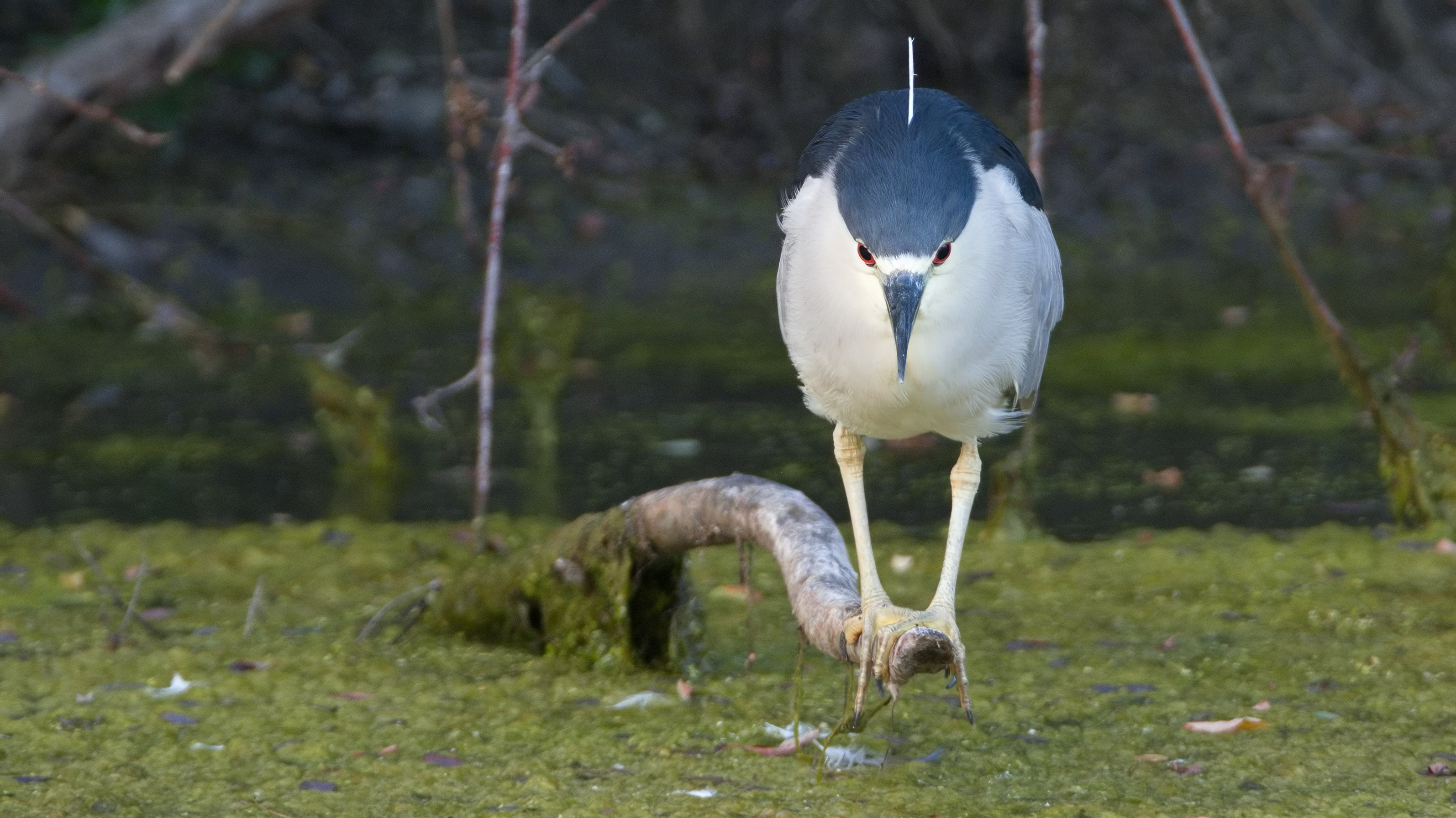 Night Heron standing still with its plume in an upright position