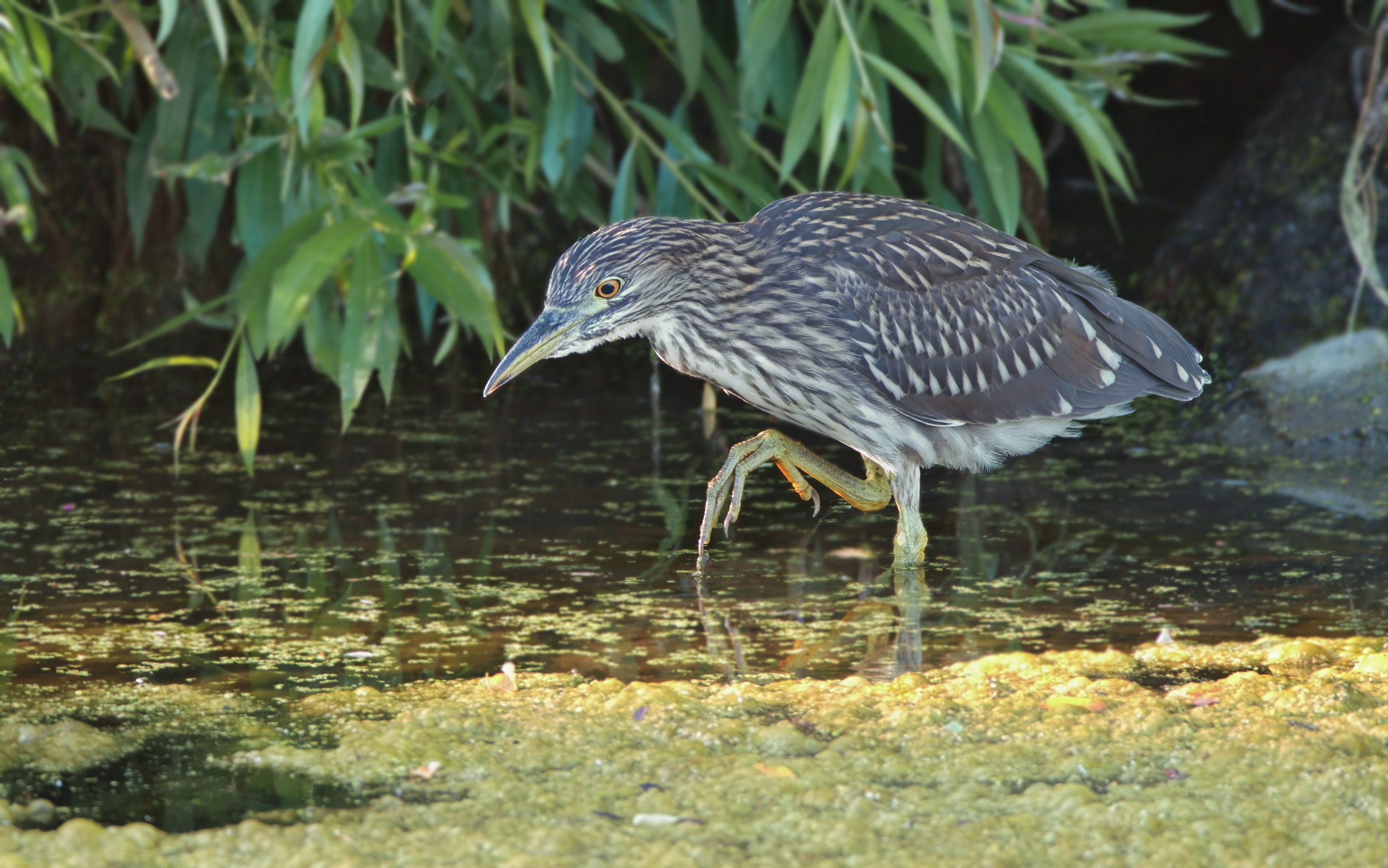 A Black-crowned Night Heron using the "slow-walk" method in the water