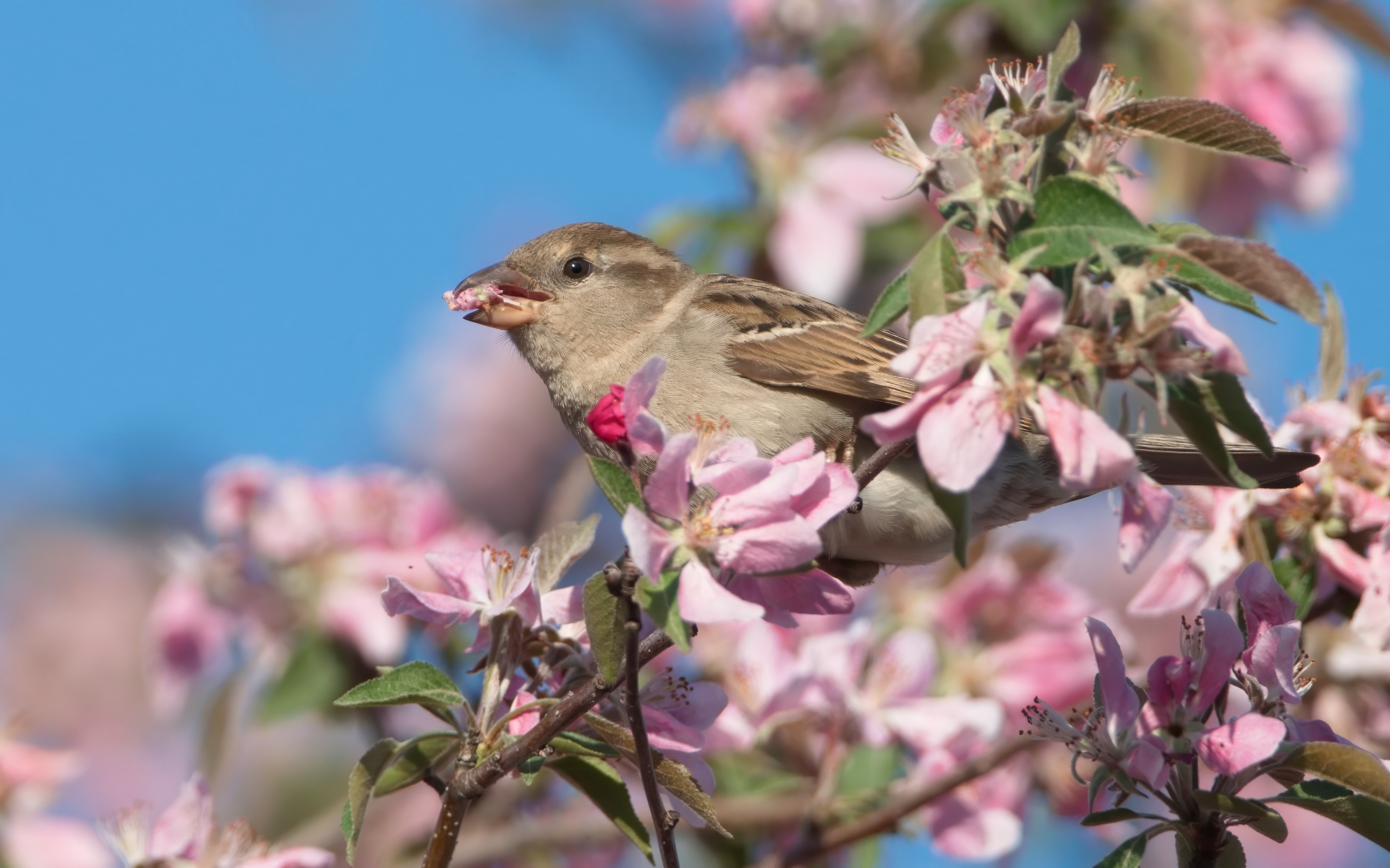 House Sparrow