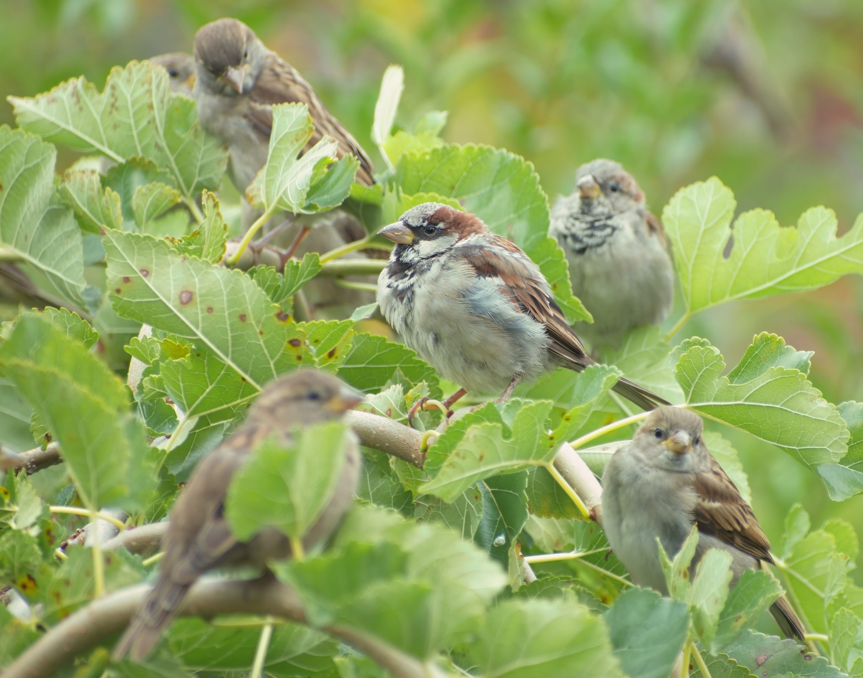 House Sparrow