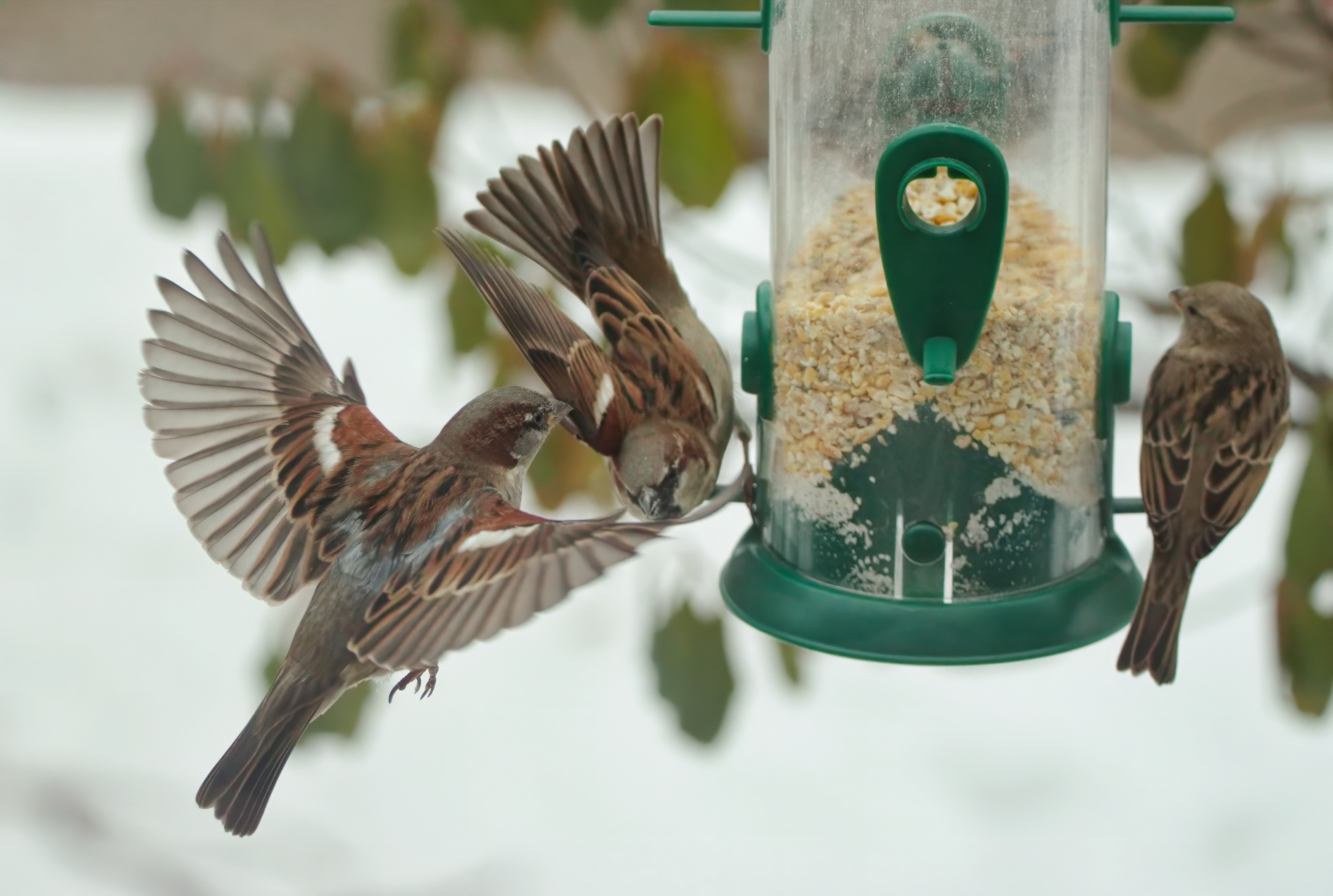 House Sparrow