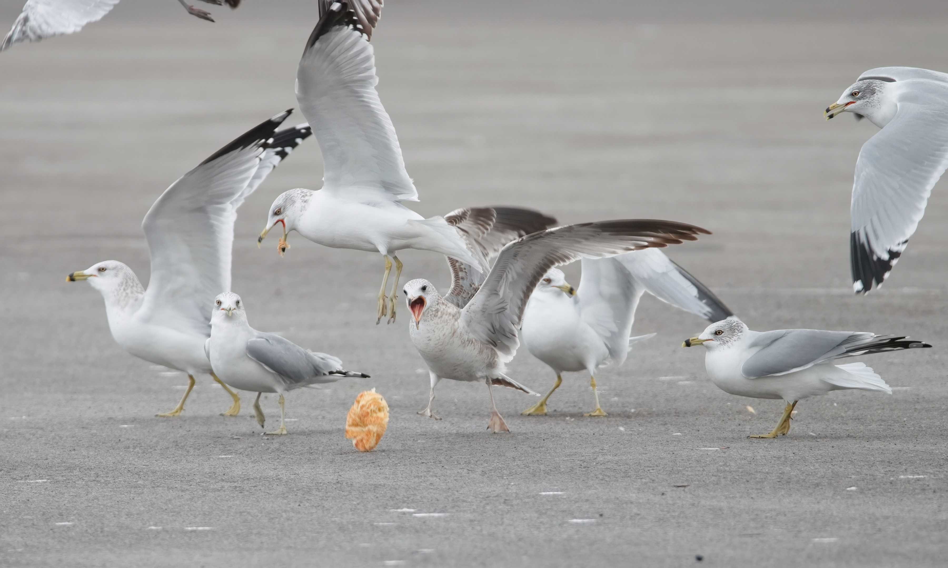 Ring-billed Gull (Larus delawarensis)