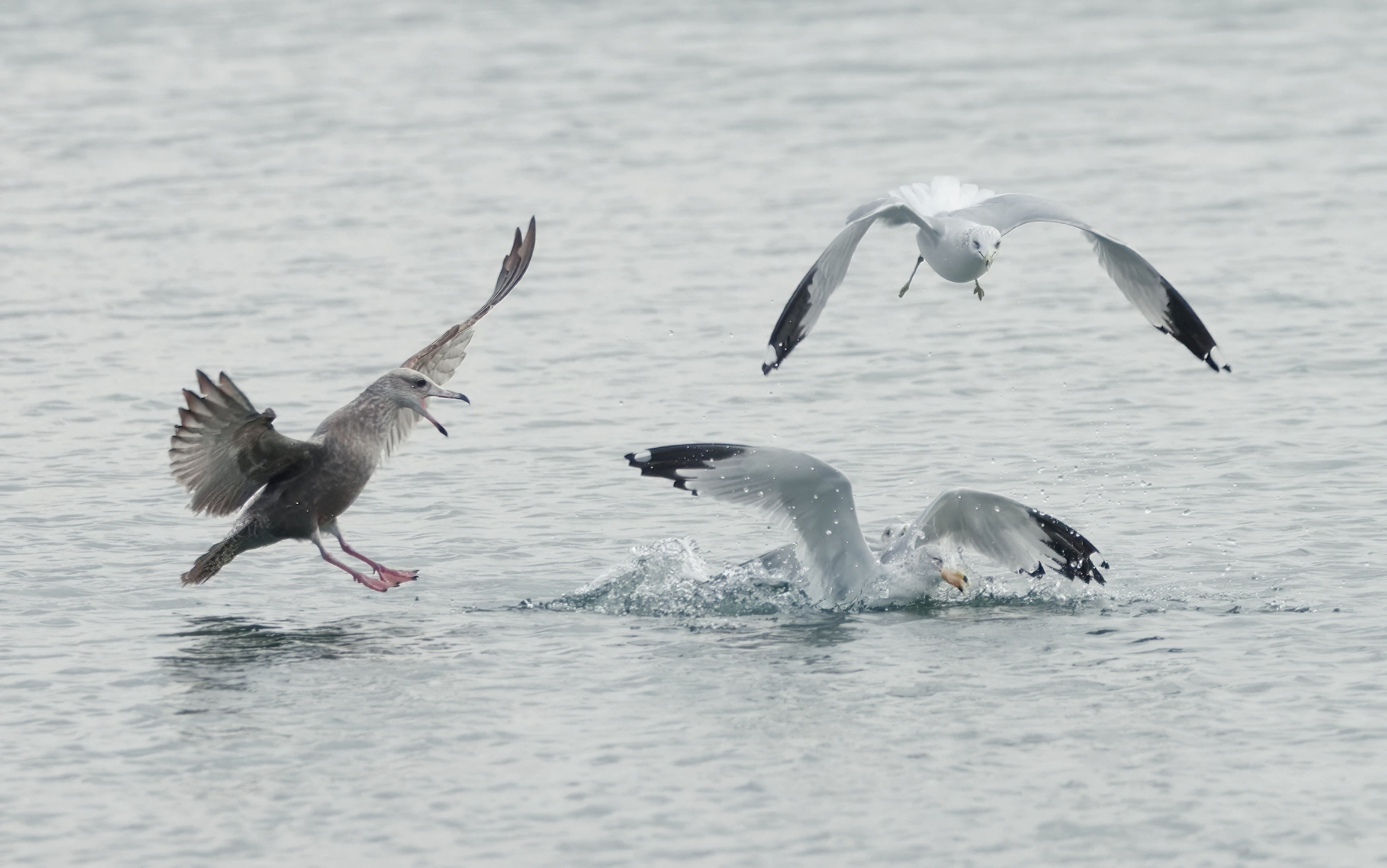 Ring-billed Gull (Larus delawarensis)